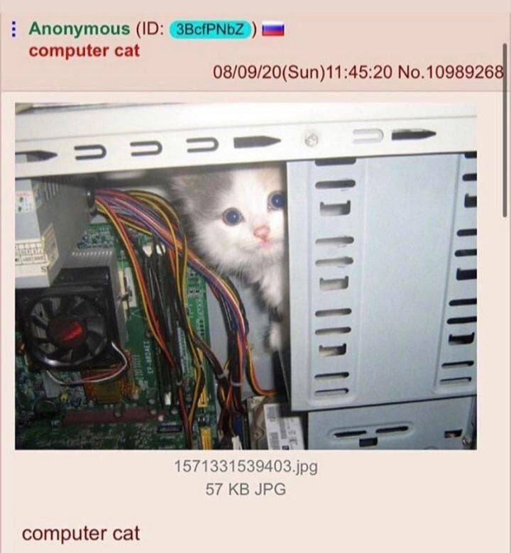 computer-cat.jpg