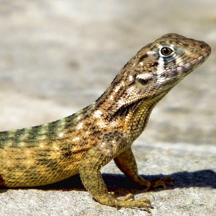 Ectothermic's avatar